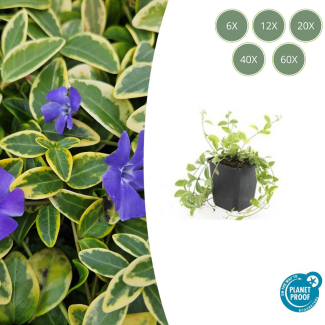 6 tot 60 Stuks MaagdenPalm /  Vinca minor 'Aureovariegata' Blad met GoudGele Rand, Paarse Bloemen  - ↕10-25cm - Ø9cm
