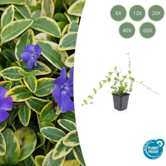 6 tot 60 Stuks Maagdenpalm / Vinca minor 'Blue and Gold', Bont Blad met Blauw Violette Bloemen  - ↕10-25cm - Ø9cm