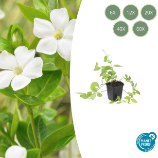 6 tot 60 stuks Grote Maagdenpalm / Vinca Major 'Alba', Witte Bloemen, Groenblijvende Bodembedekker  - ↕10-25cm - Ø9cm