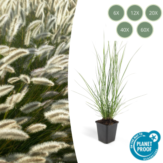 6 - 60 Stuks Siergras, Lampenpoetsergras 'Hameln', Pennisetum alopecuroides  Hameln  - ↕10-25cm - Ø9cm