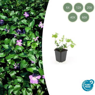 6 tot 60 stuks Grote  Maagdenpalm / Vinca major, Sierlijk Groen Blad, Paars Bloemen  - ↕10-25cm - Ø9cm