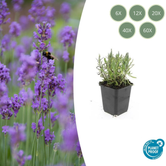 6 tot 60 Stuks Lavendel tuinplanten - Lavandula angustifolia 'Munstead' - ↕10-25cm - Ø9cm