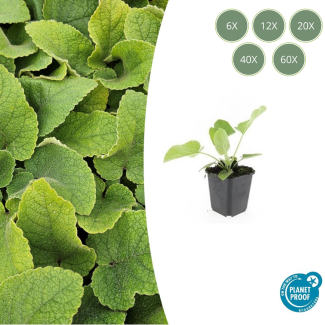 Phlomis russeliana – Brandkruid Groenblijvende Borderplant & Bodemdekker | Verkrijgbaar in 6, 12, 20, 40 & 60 Stuks