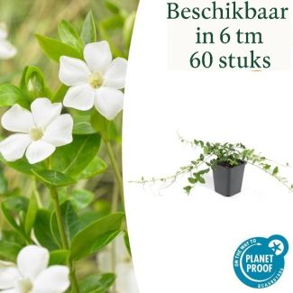 60 Stuks Maagdenpalm / Vinca minor Alba, Stervormige Witte Bloemen, Wintergroen,   - ↕10-25cm - Ø9cm