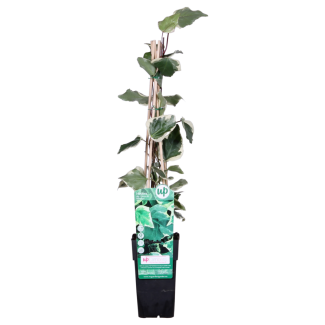 1 /  4 stuks Algerijnse Klimop – Hedera algeriensis 'Gloire de Marengo' – Bonte Klimop – Ø15cm – ↕65cm