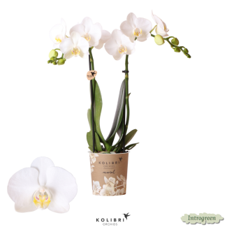 2 stuks Witte Vlinderpracht: Orchidee Amabilis,  Ø9cm Pot, Vlinderorchidee, 35 cm hoog