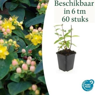 6 tot 60 Stuks Johanneskruid / Hypericum inodorum 'Annebel', Hertshooi, Gele Bloemen en Sierlijke Bessen ↕10-25cm - Ø9cm