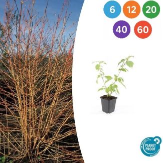 Cornus sanguinea 'Anny's Winter Orange' – Rode kornoelje met feloranje takken