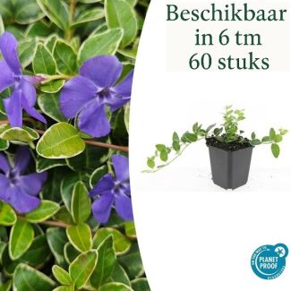 6 tot 60 stuks Maagdenpalm / Vinca minor Argenteovariegata, Blad met Zilverachtige Witte Rand met Paarse  Bloemen  ↕10-25cm - Ø9cm