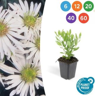 Aster ageratoides 'Ashvi' – Witte tuinplanten in Ø9 cm pot (6, 12, 20, 40 of 60 stuks)