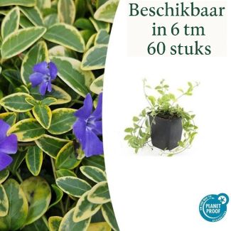 6 tot 60 Stuks MaagdenPalm /  Vinca minor 'Aureovariegata' Blad met GoudGele Rand, Paarse Bloemen  - ↕10-25cm - Ø9cm