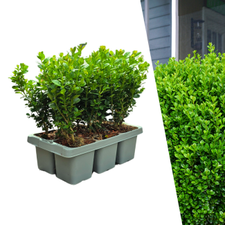 Buxus NewGen Freedom – Set van 6 tot 72 Sterke, Compacte Buxusplanten (Ø7 cm, ±15 cm Hoog)