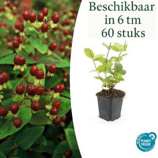 6 tot 60 Stuks Johanneskruid Beauty, Hertshooi - Hypericum inodorum Gele Bloemen en Sierlijke Bessen   ↕10-25cm - Ø9cm
