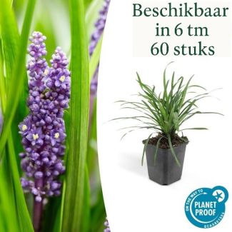 6 tot 60 stuks Leliegras Liriope muscari 'Big Blue', frisse bodembedekker