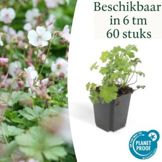 6 - 60 stuks Geranium cantabrigiense 'Biokovo' - ca ↕10- Ø9cm  laagblijvende kruipende bodembedekker