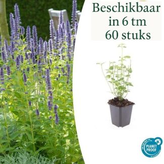 Agastache 'Black Adder' Tuinplanten – Sets van 6, 12, 20, 40 & 60 Stuks – Donkerpaarse Bloemen & Bijvriendelijk