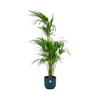 Kentia Palm binnen – Howea forsteriana – 180 cm keuze tussen pot