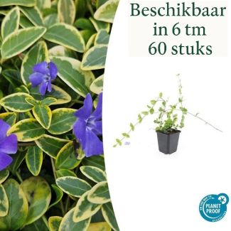 6 tot 60 Stuks Maagdenpalm / Vinca minor 'Blue and Gold', Bont Blad met Blauw Violette Bloemen  - ↕10-25cm - Ø9cm