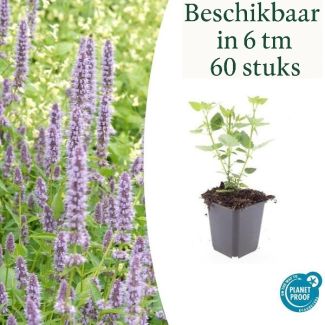 Agastache 'Blue Fortune' – Blauwe Dropplant | Geurige Vaste Plant | Verkrijgbaar in 6, 12, 20, 40 & 60 stuks