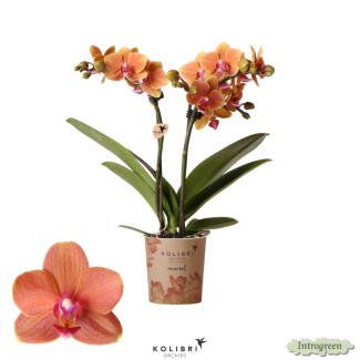 Mooie Oranje Vlinderorchidee Fragrance, Heerlijk geurend, Bloeiende Kamerplant,