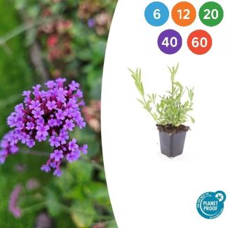 Verbena bonariensis – Luchtige paarse tuinplant – Stijf IJzerhard (6-60 stuks)
