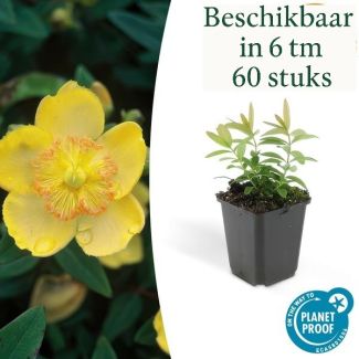 6 tot 60 Stuks Grote Hertshooi / Hypericum Calycinum, Aantrekkelijke Bodembedekker, - ↕10-25cm - Ø9cm