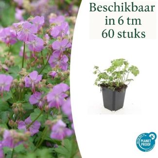 6x Geranium cantabrigiense Cambridge  Ooievaarsbek, Tuinplanten met Prachtige Rose Bloemen, Winterharde planten ↕10-25cm - Ø9cm