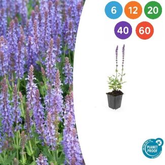 Salvia nemorosa 'Caradonna' – Dieppaarse, winterharde vaste plant (10-25 cm) - 6 t/m 60 stuks