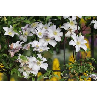 1,3,4 stuks Clematis montana 'Grandiflora' – Witte Voorjaarsbloeier – ↨65cm – Ø15cm pot