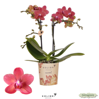 Mooie Vlinder Orchidee Congo, Kleur Rood/Roze, KadoTip, potmaat Ø9cm ,bloeiende kamerplant