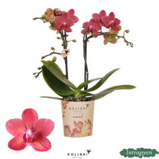 Vlinderorchidee Congo