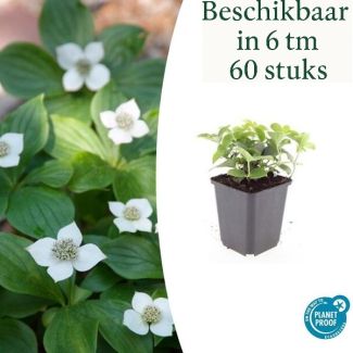 6 tot 60x Canadese kornoelje Cornus canadensis - ↕10-25cm - Ø9cm prachtige bodembedekker