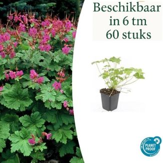 6 tot 60 Stuks Ooievaarsbek / Geranium macrorrhizum Czakor, Helder Rose Bloemen, Winterhard - ↕10-25cm - Ø9cm