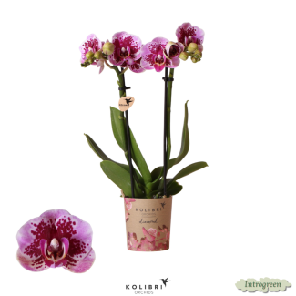 2 stuks Roze Paarse Vlinderpracht: Orchidee El Salvador, Ø9cm Pot, Vlinderorchidee