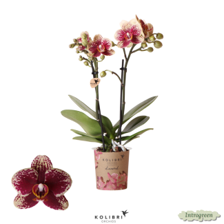 2 stuks Geel rode Vlinderpracht Orchidee Spain,  Ø9cm Pot, Vlinderorchidee