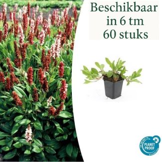 6 t/m 60 stuks Duizendknoop 'Darjeeling Red' – Persicaria affinis – Winterharde Bodembedekker Rood-Roze