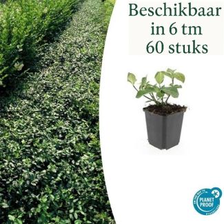 6 tot 60 stuks Kardinaalsmuts / Euonymus fortunei`Dart`s Blanket`, Sterke Winterharde Bodembedekker - ↕10-25cm - Ø9cm