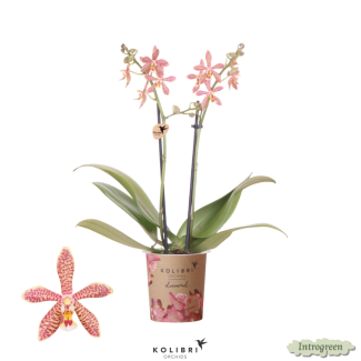 Bijzondere Orchidee Spider , Kleur Oranje,  Phalaenopsis Orchideeën, Potmaat 09cm