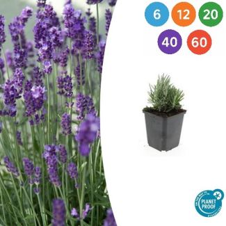 Lavandula angustifolia ‘Dwarf Blue’ – Echte Dwerglavendel | 6 t/ 60 stuks | Compacte, geurige lavendelplant voor border, pot en haag