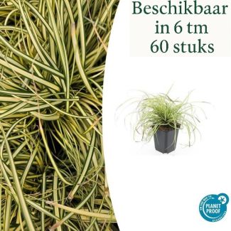 6 tot 60 Stuks Japanse Zegge / SchaduwZegge Evergold, Groen met GoudGele Middenstreep, Carex oshimensis Evergold   - ↕10-25cm - Ø9cm