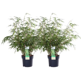 Niet-woekerende bamboe Fargesia rufa van 60 cm hoog in pot Ø19 cm, geschikt voor tuin of balkon
