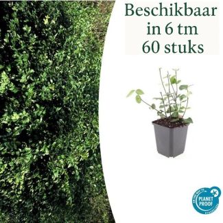 6  tot 60 stuks Kardinaalmuts / Euonymus fortunei 'Coloratus' - ↕10-25cm - Ø9cm
