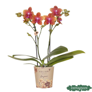 Vlinderorchidee Fragrance, Geurende Orchidee