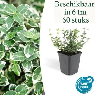 6 tot 60 Stuks Euonymus fortunei 'Emerald Gaiety' – Japanse Kardinaalsmuts – Groenblijvende sierstruik – Ø9 cm pot – ca. 10–15 cm hoog