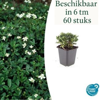 6 tot 60 stuks Ganzerik - Potentilla tridentata 'Nuuk' - ca. 10 cm hoog - Groenblijvend