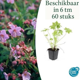 6 tot 60 Stuks Ooievaarsbek /  Geranium macrorrhizum, Lila, Blauw, Rose Bloemen,Winterhard - ↕10-25cm - Ø9cm