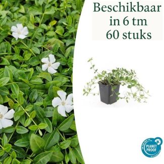 6 tot 60 Stuks Maagdenpalm / Vinca minor 'Gertrude Jekyll', Mooi Witte Bloemen - ↕10-25cm - Ø9cm
