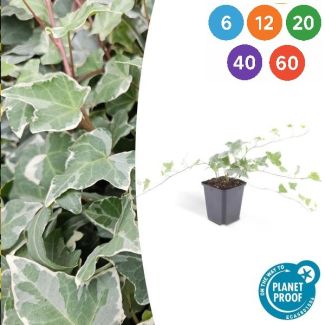 Hedera helix 'Glacier' – Bonte Klimop | Set van 6 t/m 60 stuks | Wintergroen & Snelgroeiend