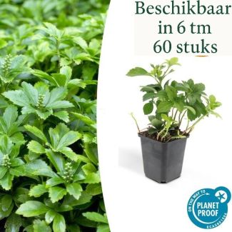 6 tot 60 Stuks Schaduwkruid Green Carpet / Pachysandra terminalis , Groenblijvende Bodembedekker  - ↕10-25cm - Ø9cm