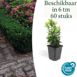6 tot 60 stuks Japanse Kardinaalsmuts 'Green Spire' – Euonymus – Haagplant – Wintergroen – Ø9cm – ↕15cm